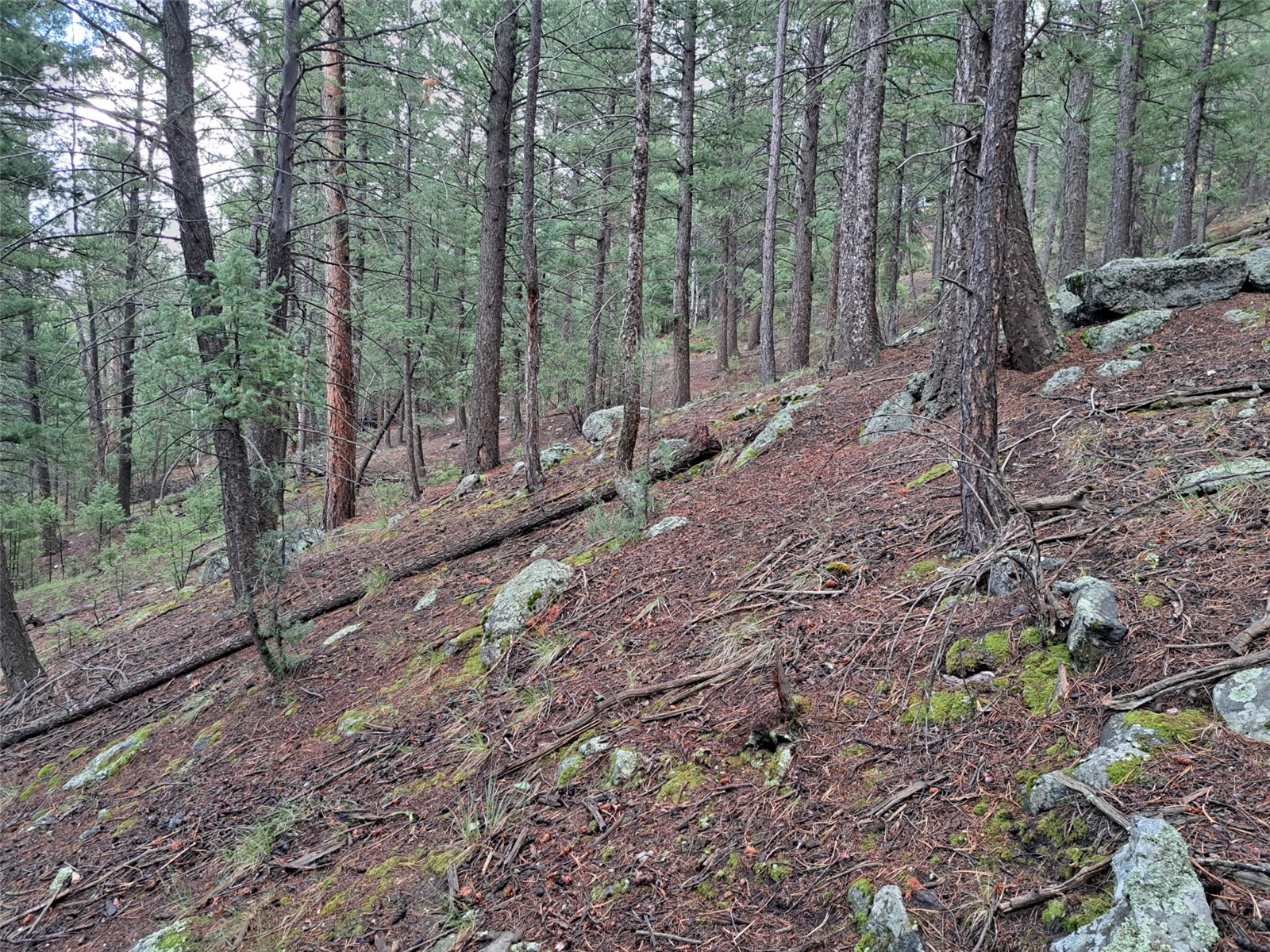 360 Hi Meadow Drive Bailey CO 80421