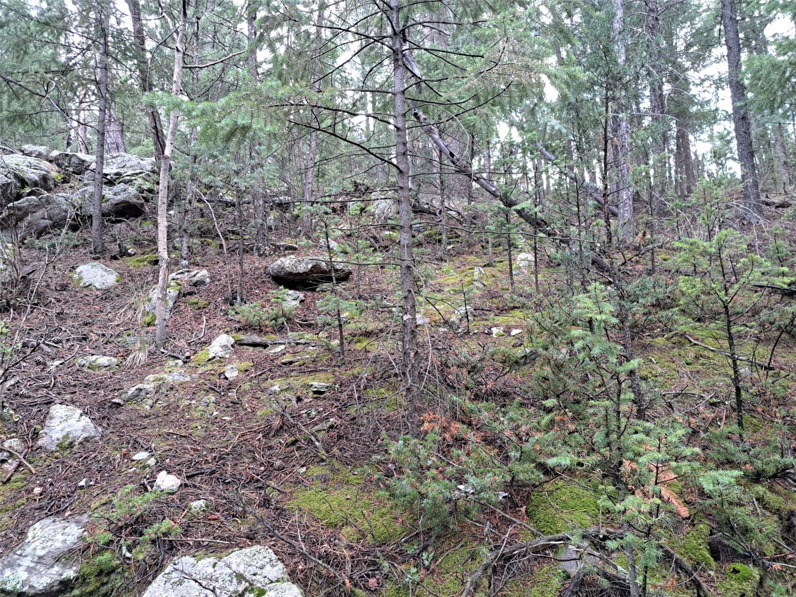 360 Hi Meadow Drive Bailey CO 80421