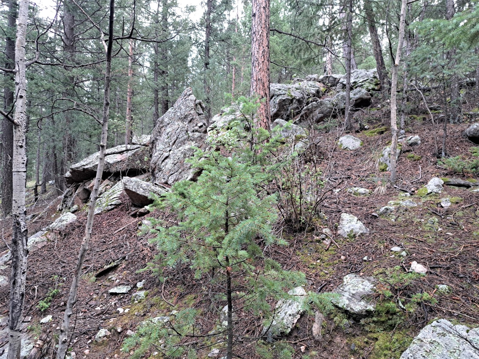 360 Hi Meadow Drive Bailey CO 80421