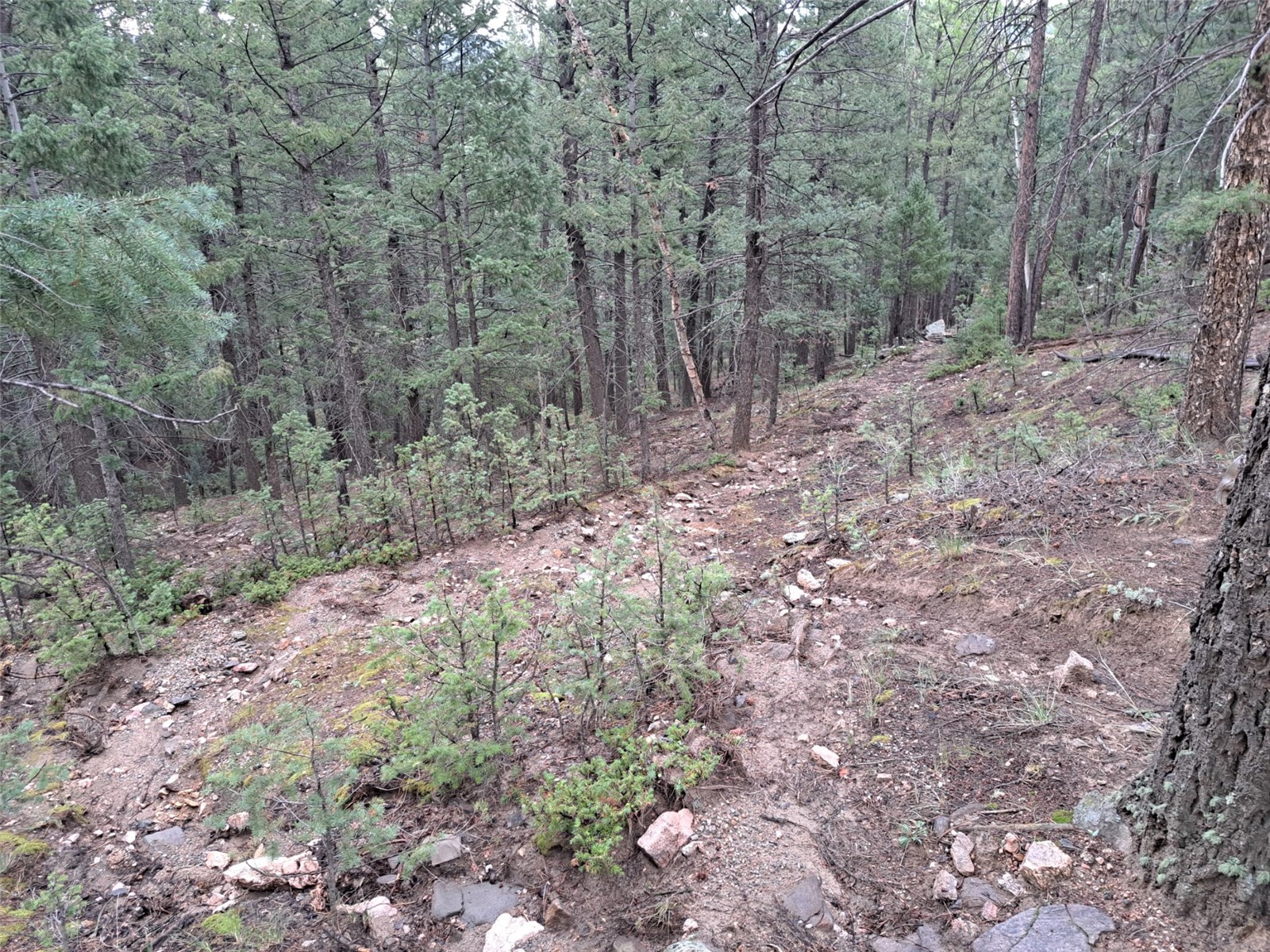 360 Hi Meadow Drive Bailey CO 80421