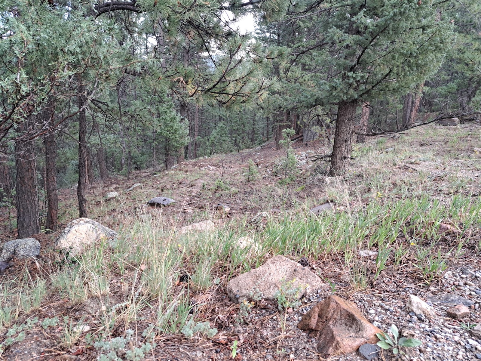 360 Hi Meadow Drive Bailey CO 80421