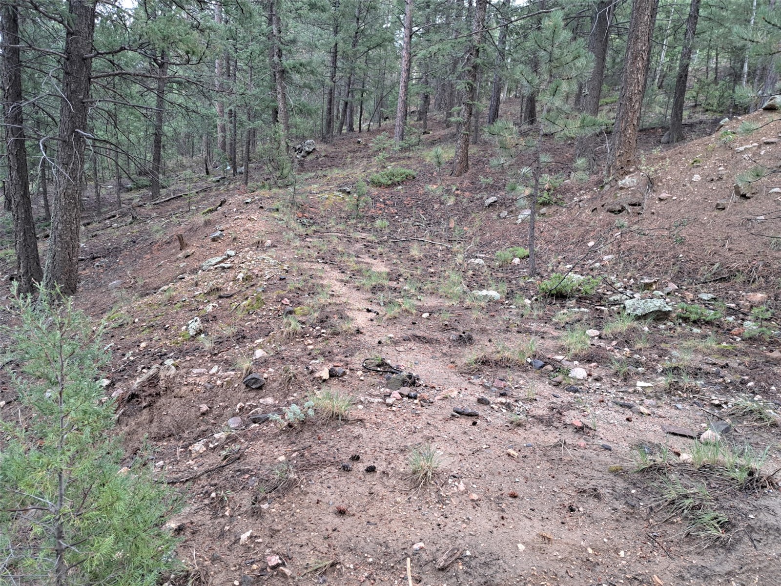 360 Hi Meadow Drive Bailey CO 80421