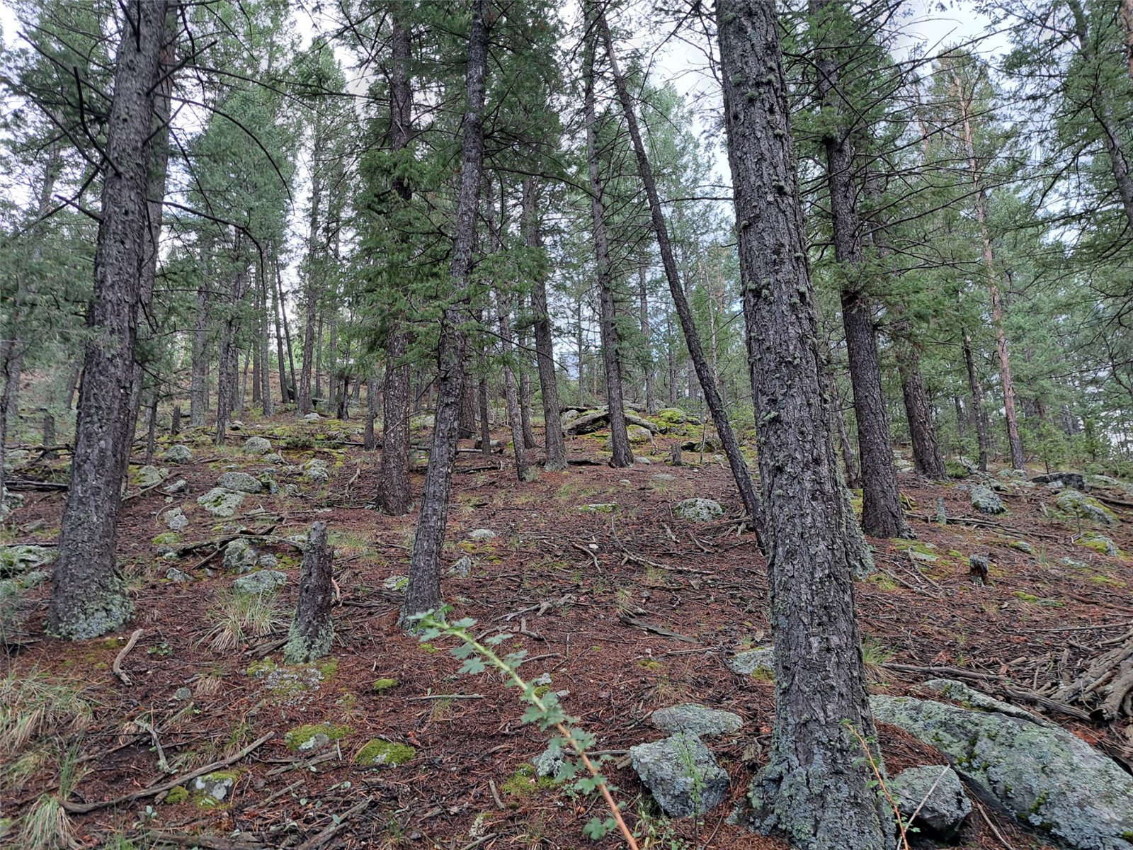360 Hi Meadow Drive Bailey CO 80421