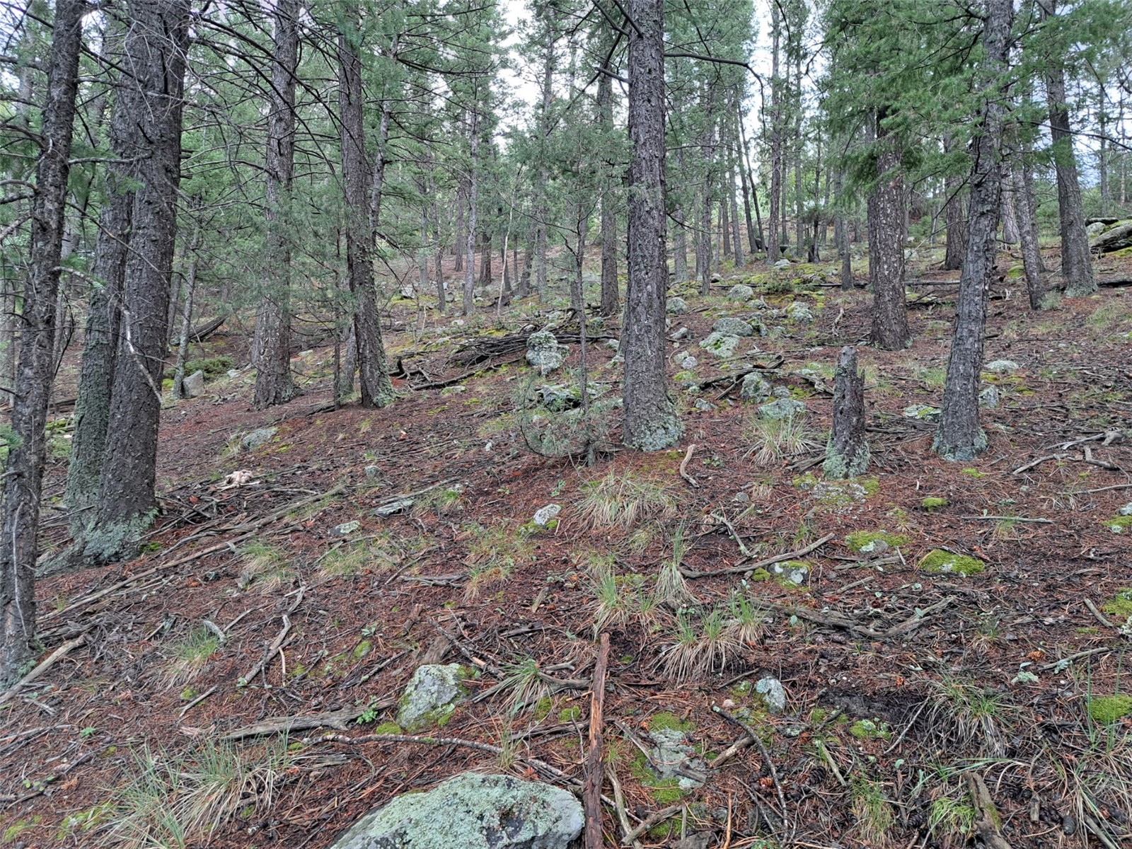 360 Hi Meadow Drive Bailey CO 80421