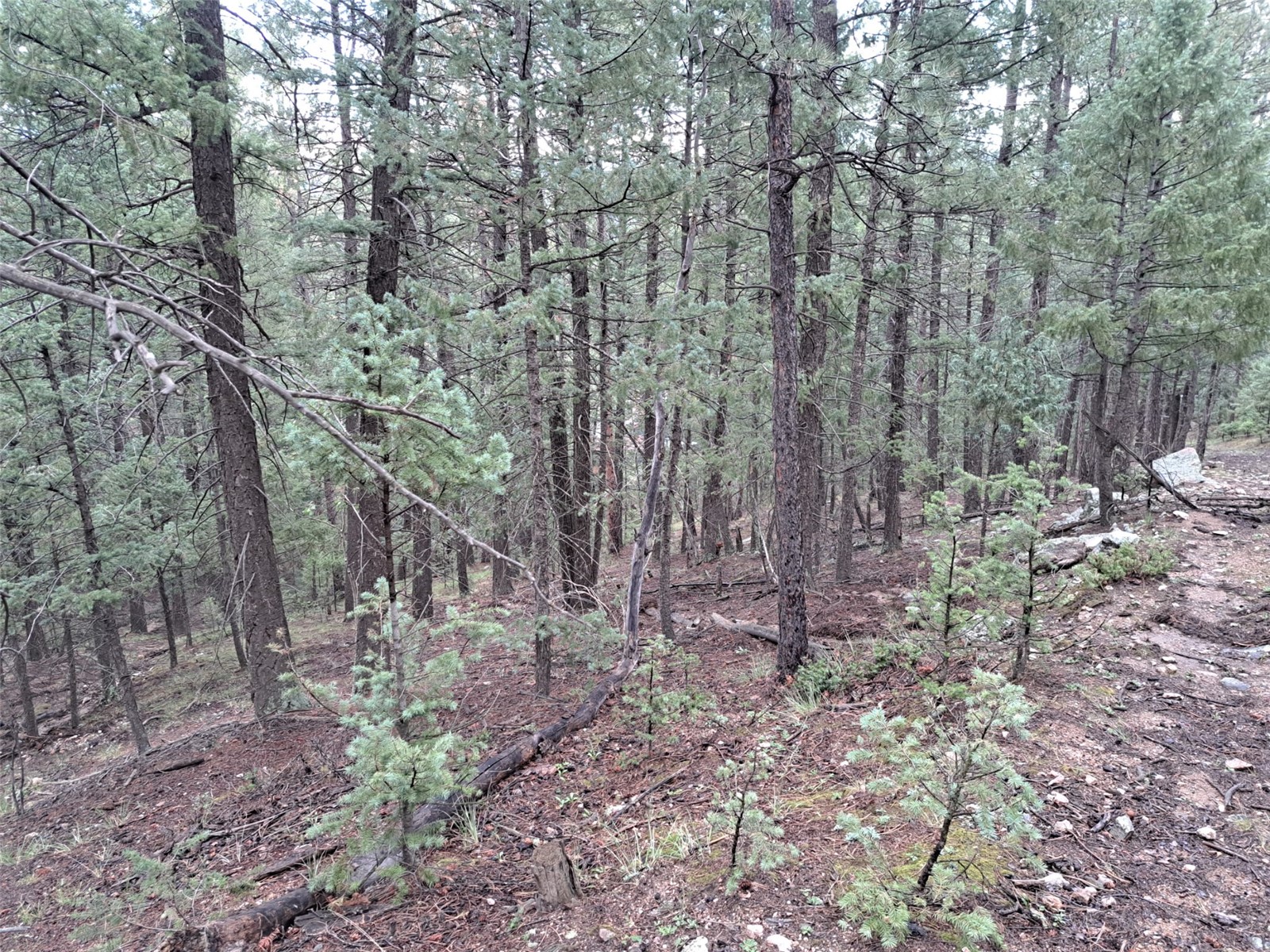 360 Hi Meadow Drive Bailey CO 80421