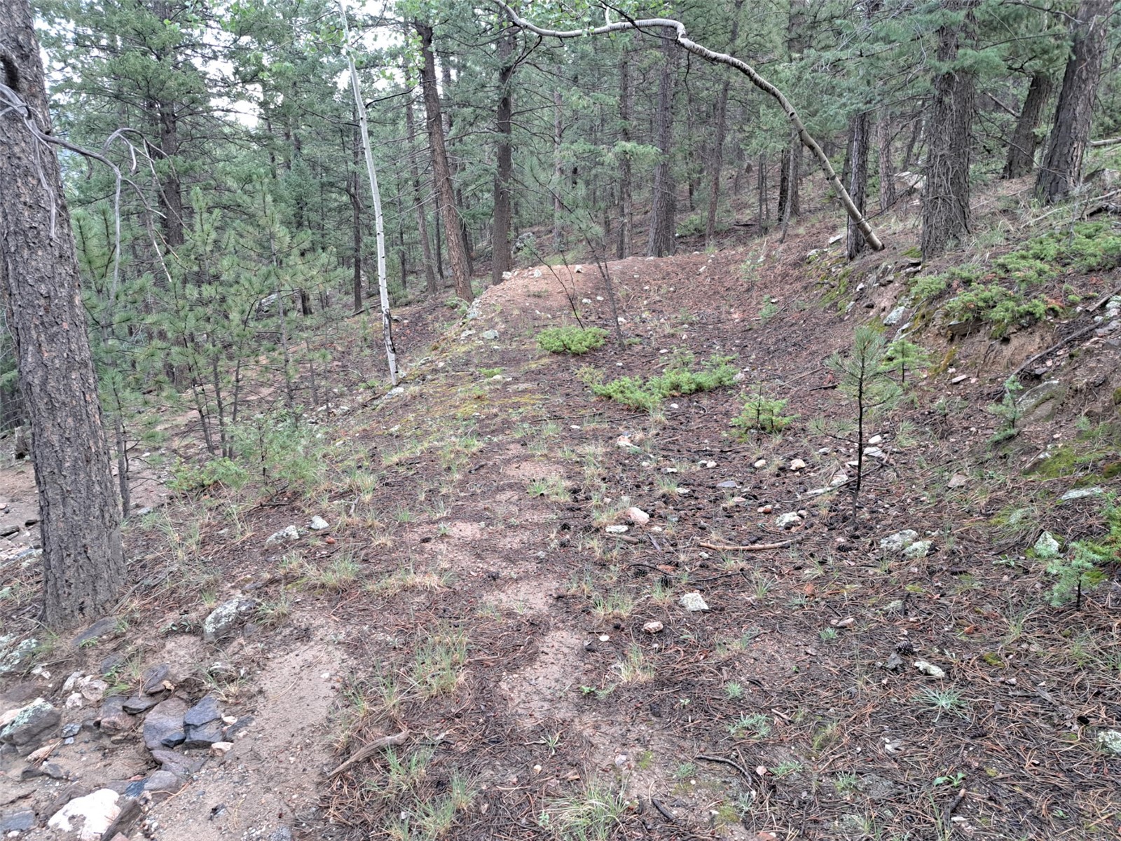 360 Hi Meadow Drive Bailey CO 80421