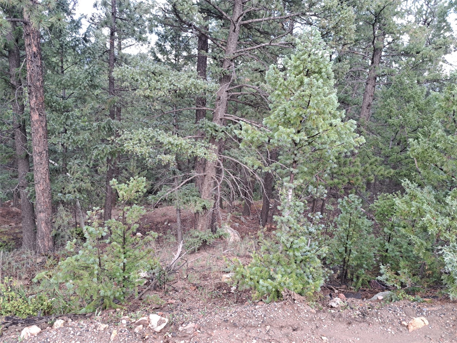 360 Hi Meadow Drive Bailey CO 80421