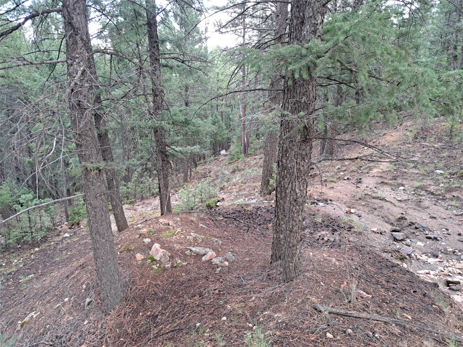 360 Hi Meadow Drive Bailey CO 80421