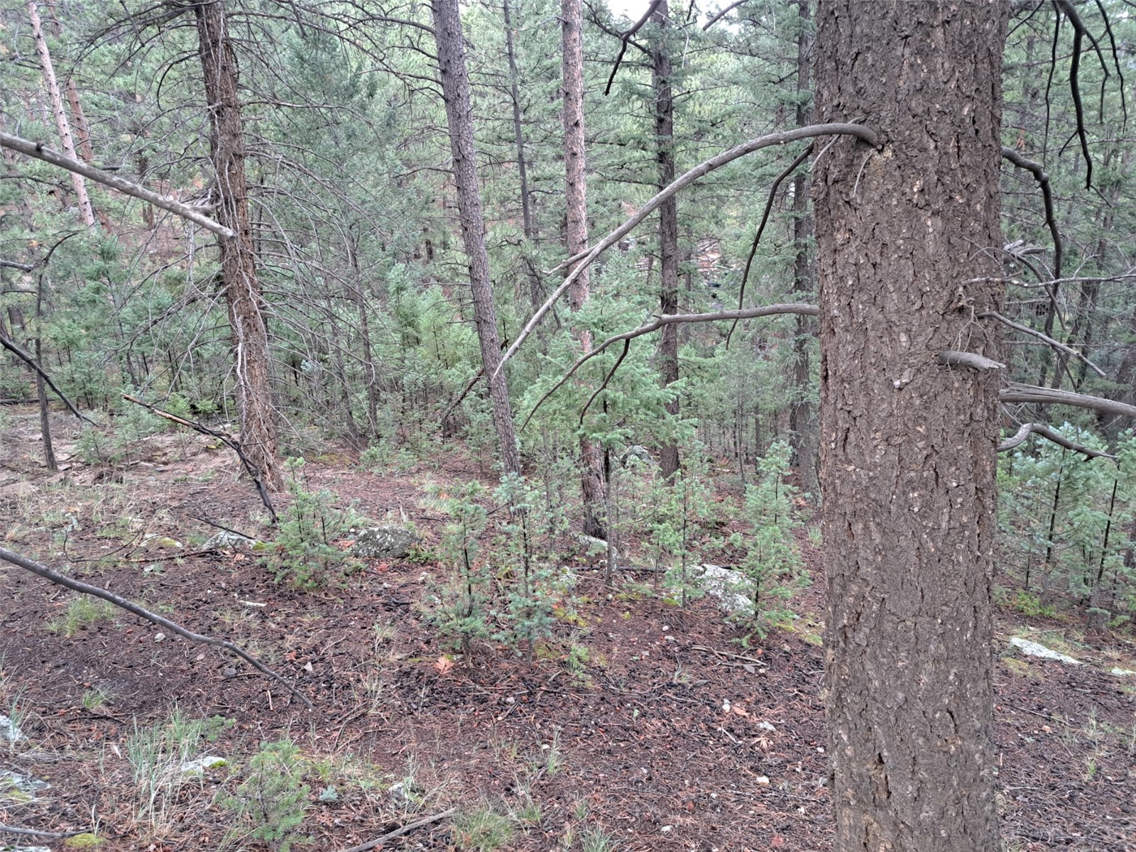 360 Hi Meadow Drive Bailey CO 80421
