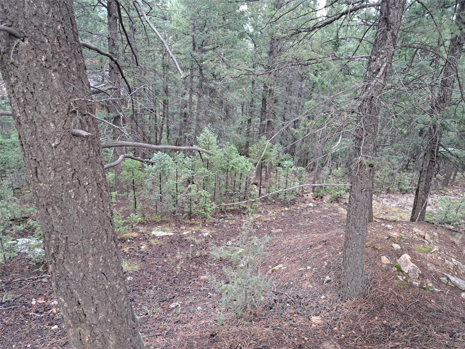 360 Hi Meadow Drive Bailey CO 80421