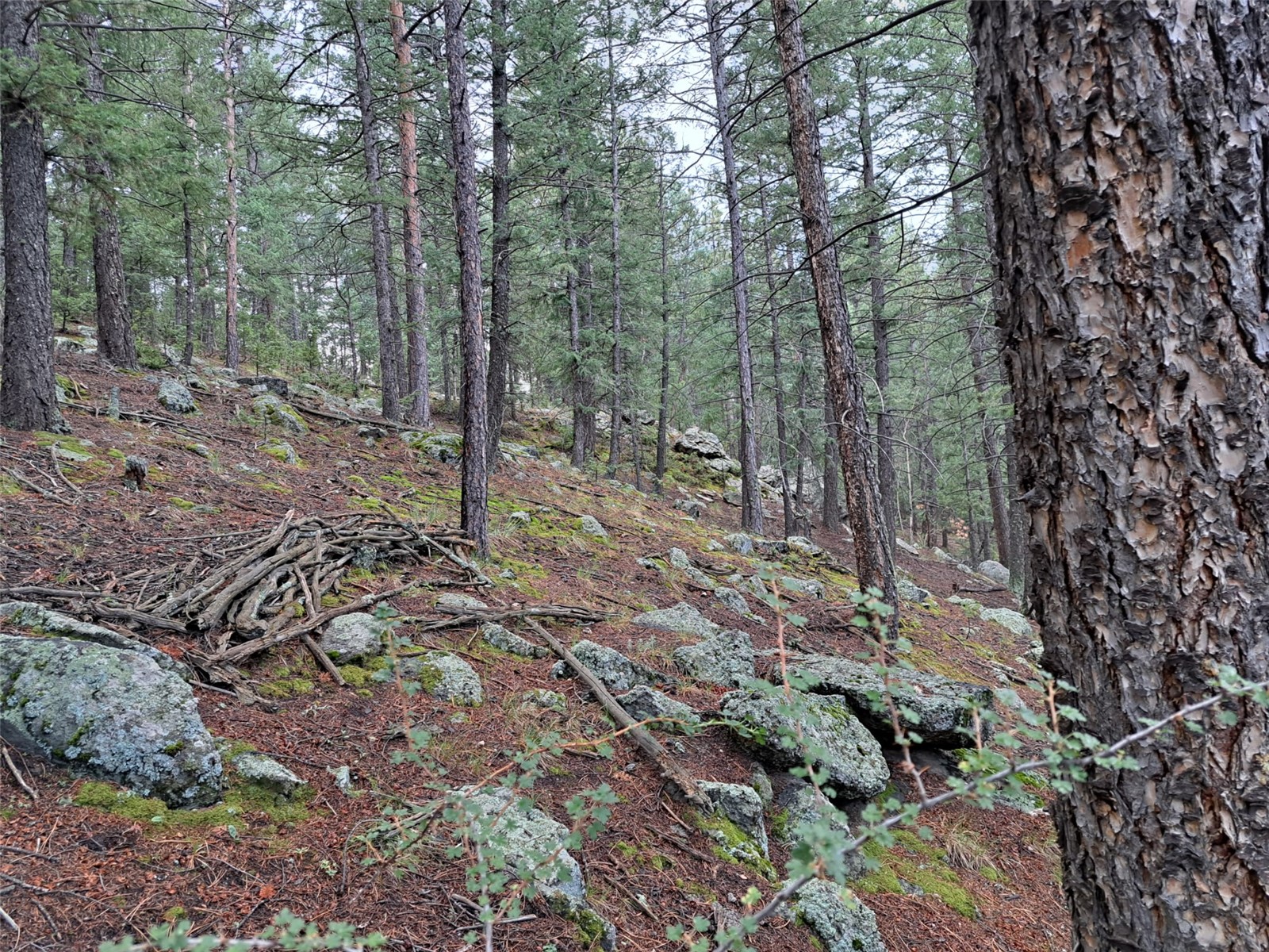360 Hi Meadow Drive Bailey CO 80421