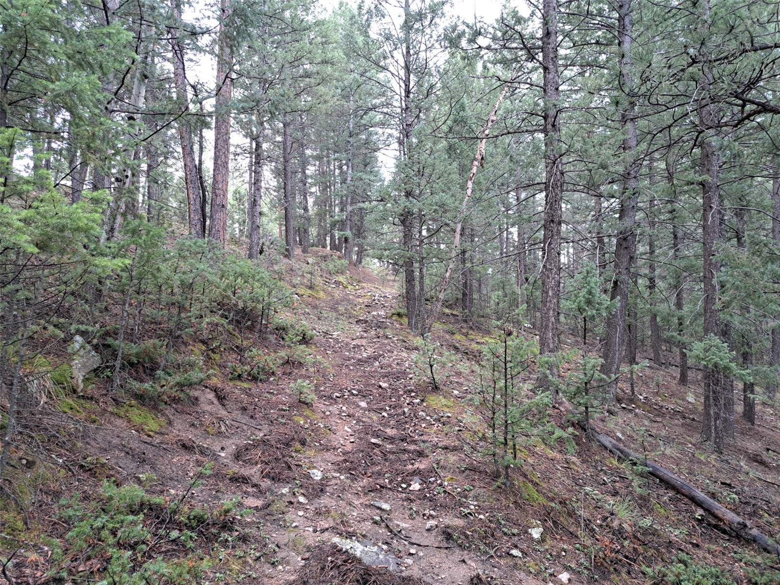 360 Hi Meadow Drive Bailey CO 80421