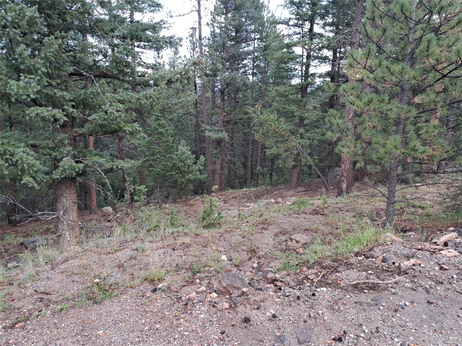 360 Hi Meadow Drive Bailey CO 80421