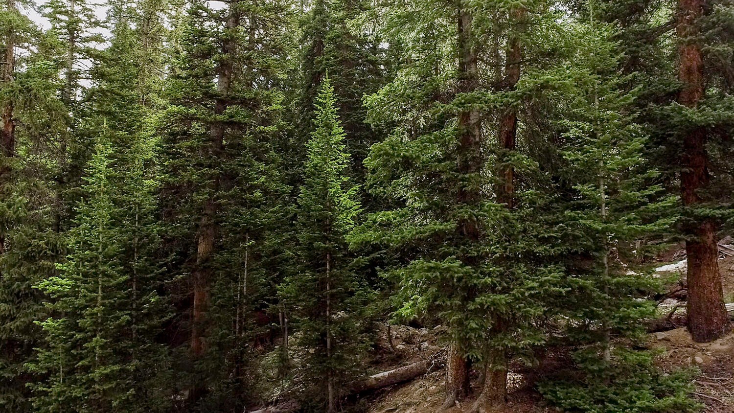 156 Cr 674 Breckenridge CO 80424
