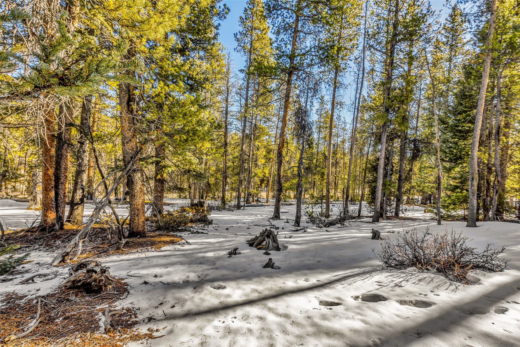 Tbd County Road 19 Alma CO 80420
