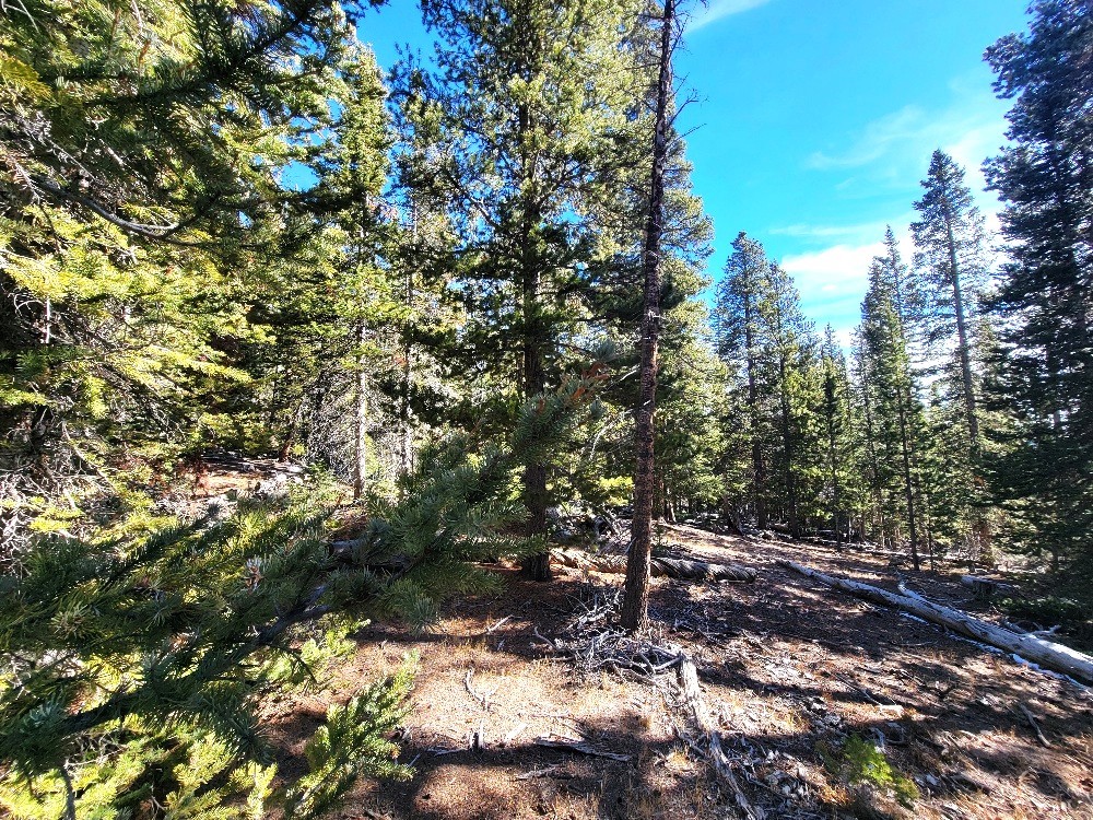 1400 Bobcat Lane Fairplay CO 80440