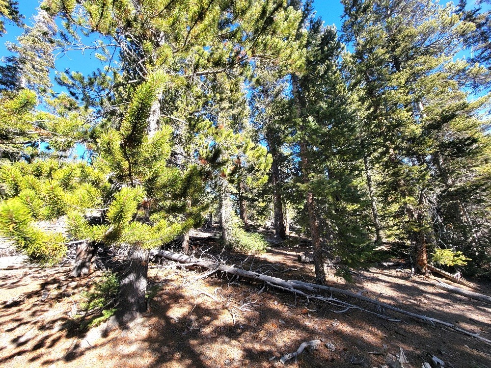 1400 Bobcat Lane Fairplay CO 80440
