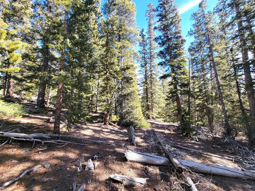 1400 Bobcat Lane Fairplay CO 80440