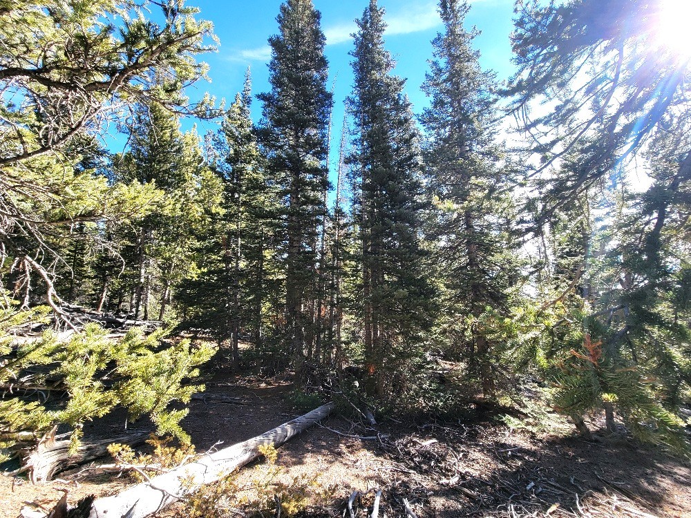 1400 Bobcat Lane Fairplay CO 80440