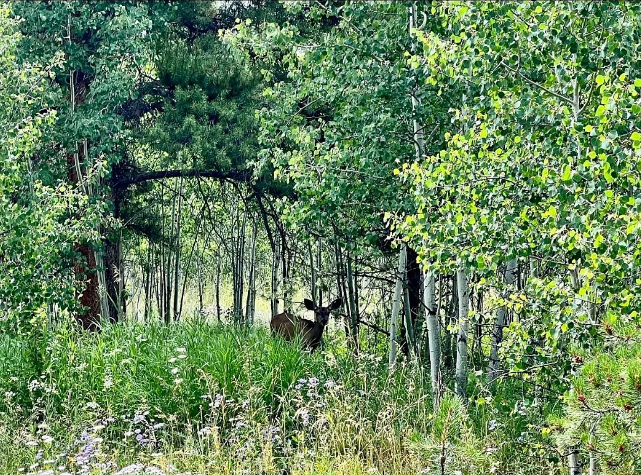 20381 King Bolt Trail Oak Creek CO 80467