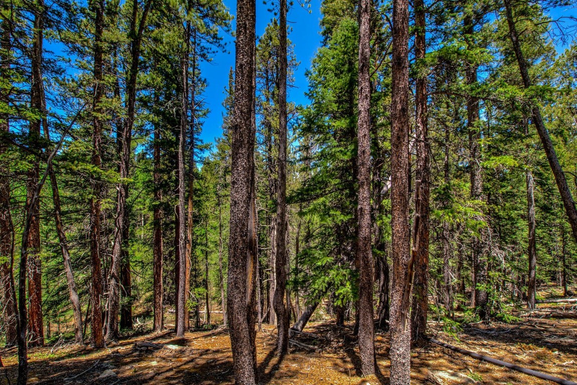 4100 Co Road 1 Fairplay CO 80440