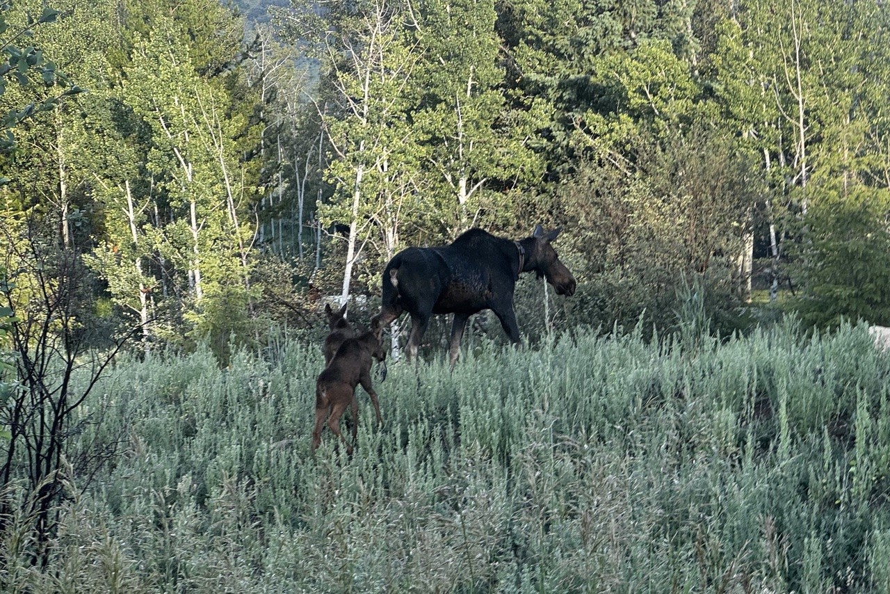 1350 Anglers Drive Steamboat Springs CO 80487