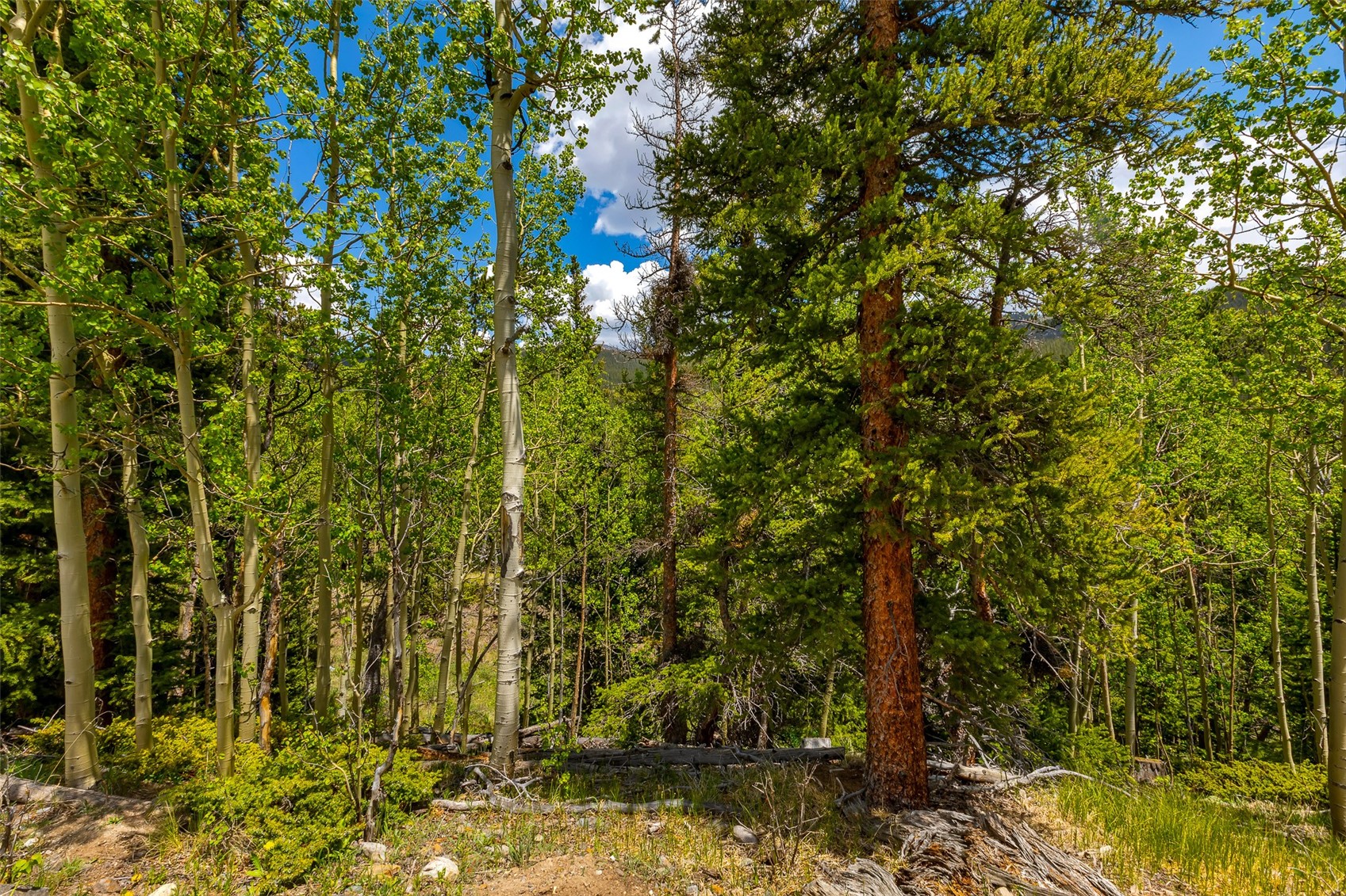 522 Quartzville Road Alma CO 80420