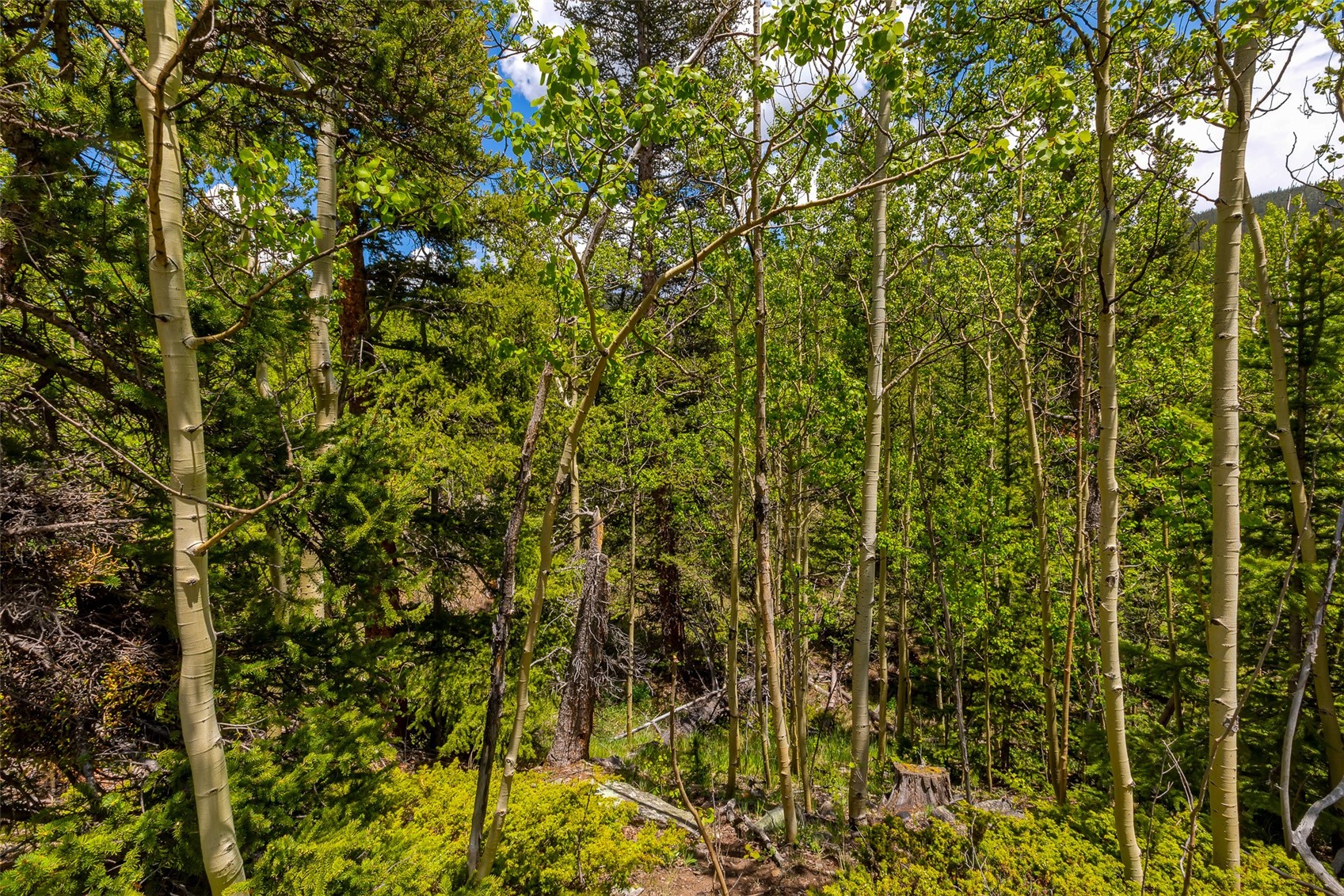 522 Quartzville Road Alma CO 80420