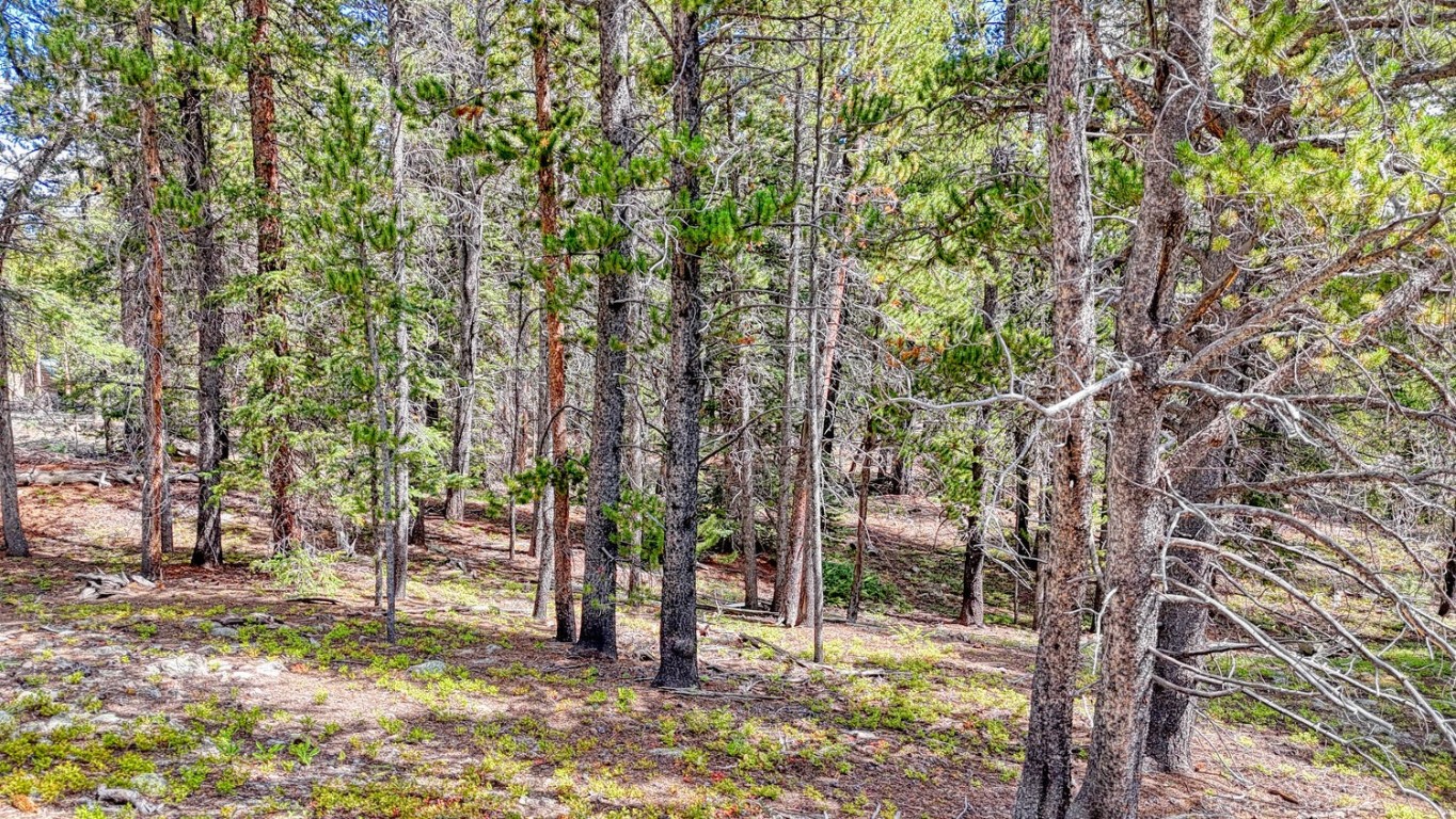 126 Gold Trail Cutoff Fairplay CO 80440