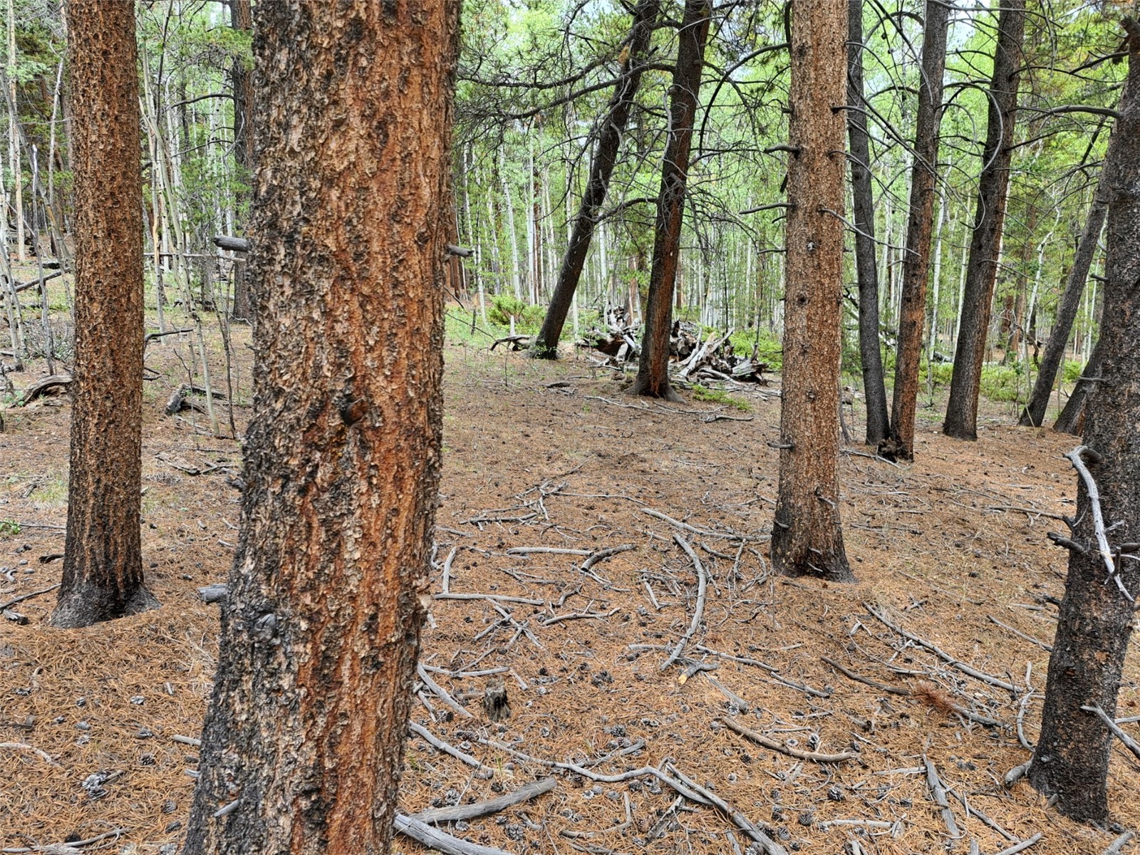 1201 Beaver Creek Road Fairplay CO 80440