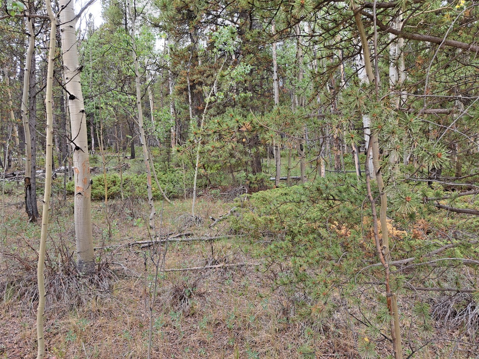 1201 Beaver Creek Road Fairplay CO 80440