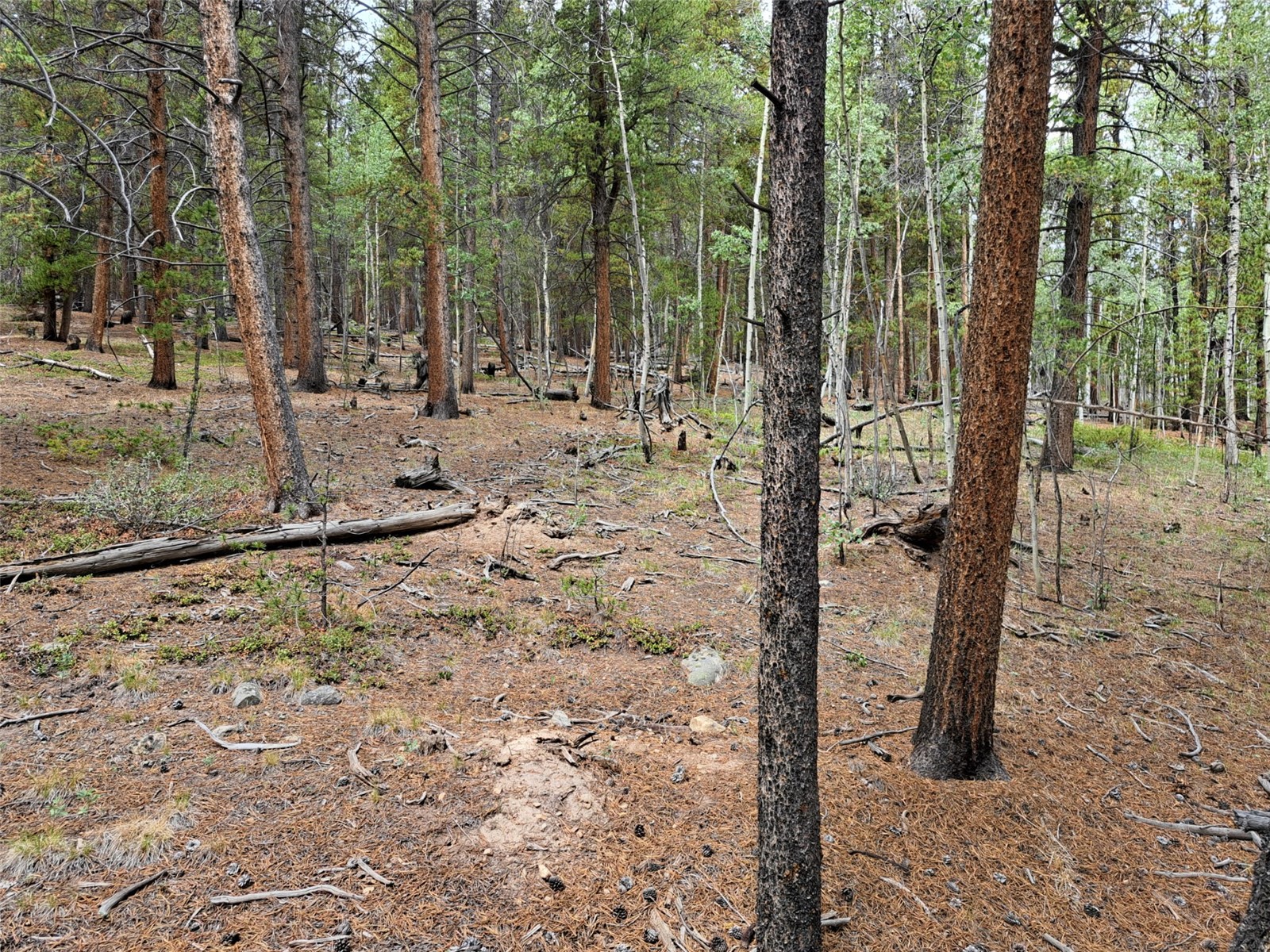 1201 Beaver Creek Road Fairplay CO 80440