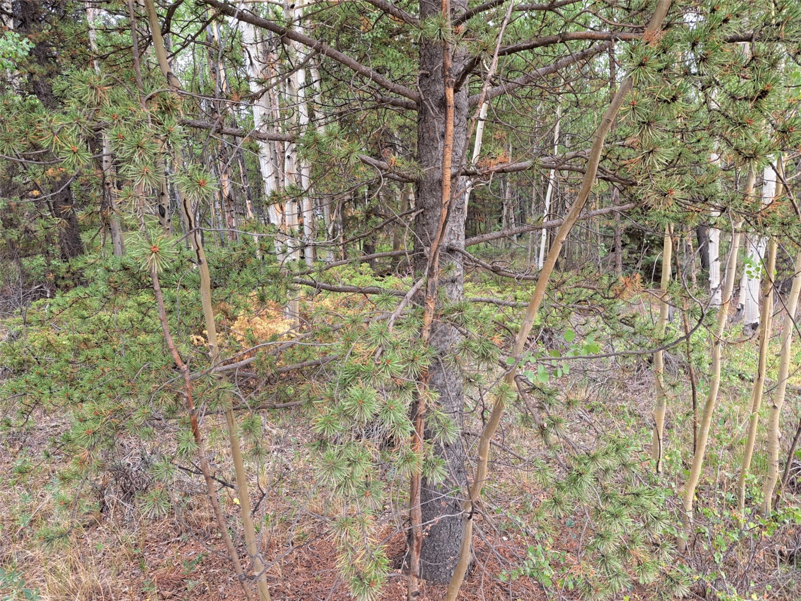 1201 Beaver Creek Road Fairplay CO 80440