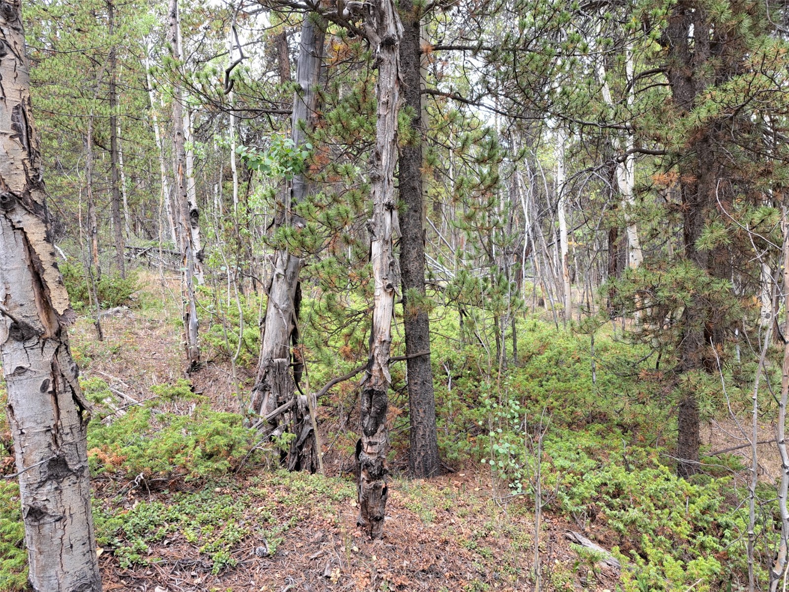 1201 Beaver Creek Road Fairplay CO 80440