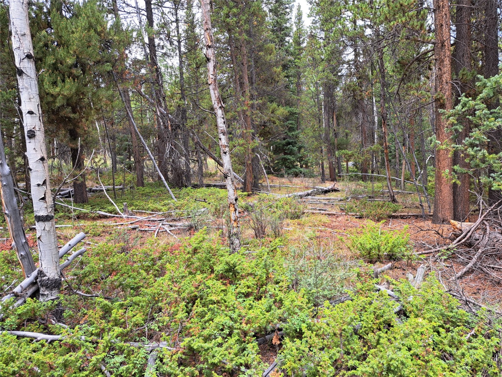 1201 Beaver Creek Road Fairplay CO 80440