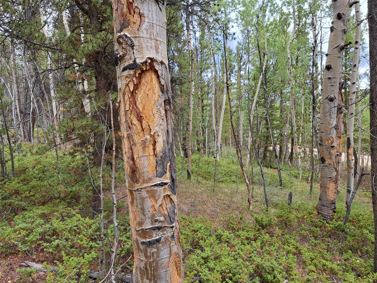 1201 Beaver Creek Road Fairplay CO 80440