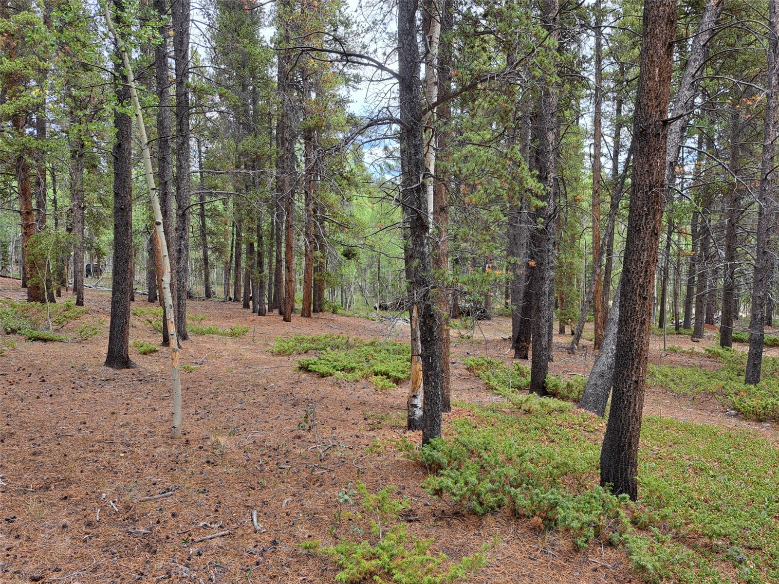 1201 Beaver Creek Road Fairplay CO 80440