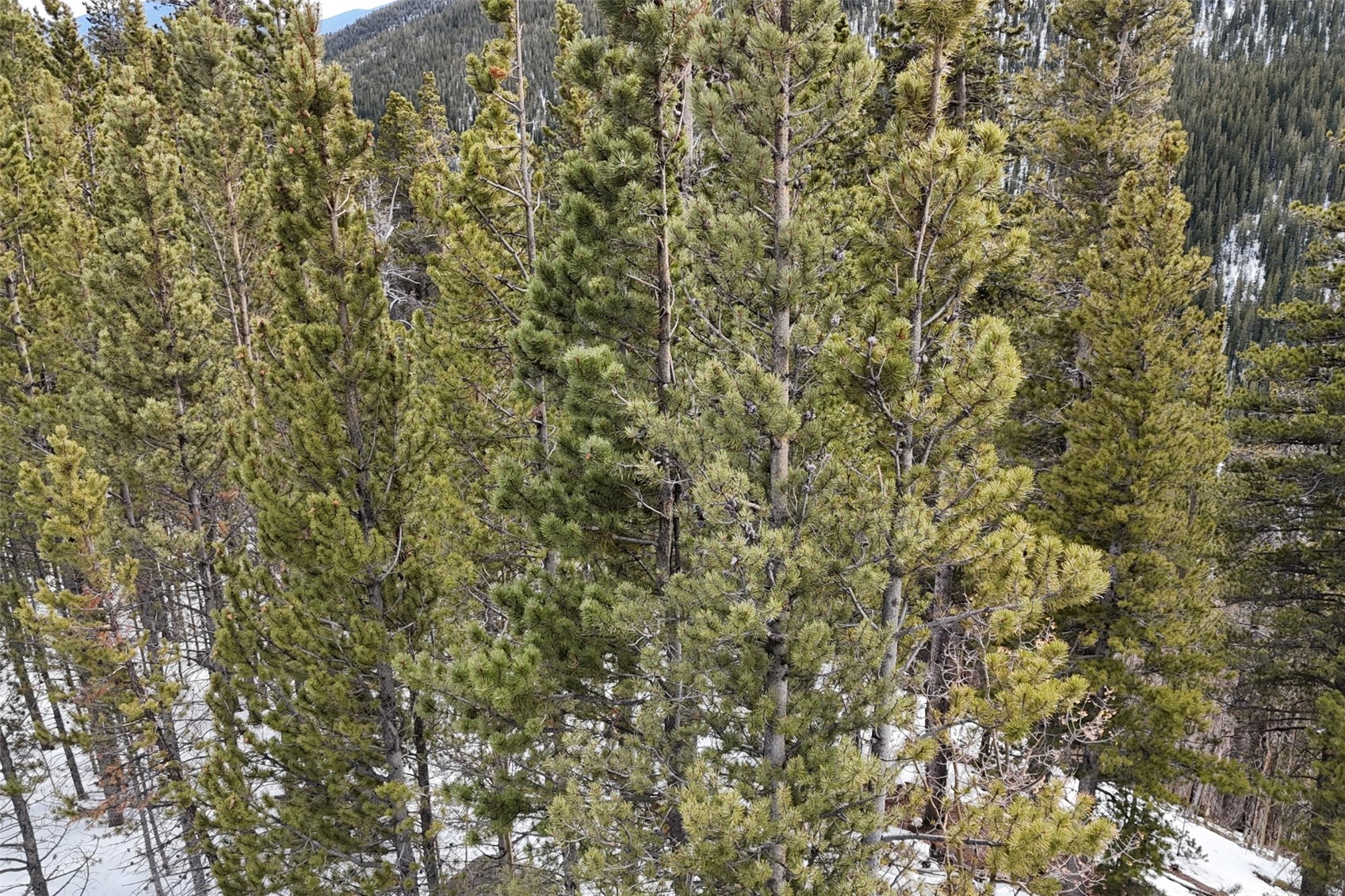 649 Vista Road Idaho Springs CO 80452