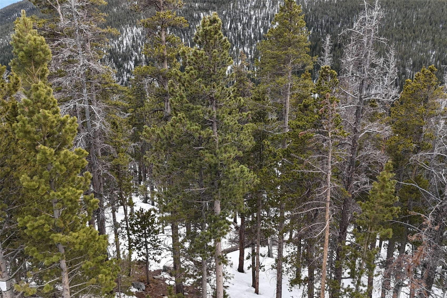 156 Vista Road Idaho Springs CO 80452