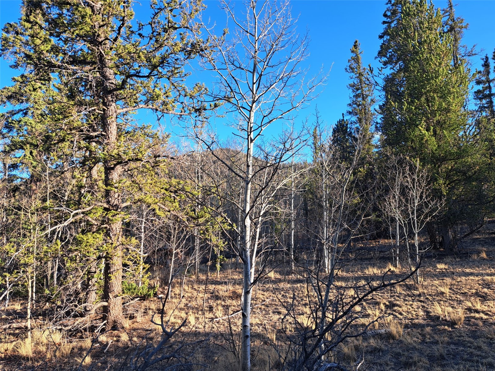 1645 Chippewa Road Como CO 80432