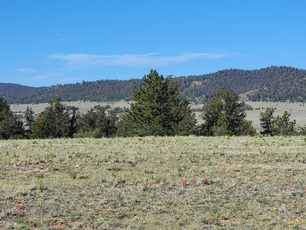 1071 Yellowstone Road Hartsel CO 80449