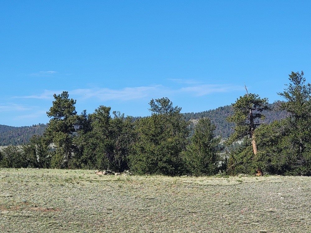 1071 Yellowstone Road Hartsel CO 80449