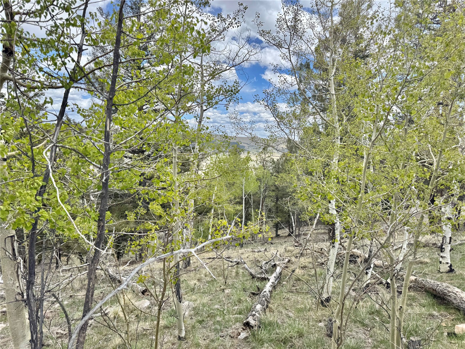 5544 Middle Fork Vista Fairplay CO 80440