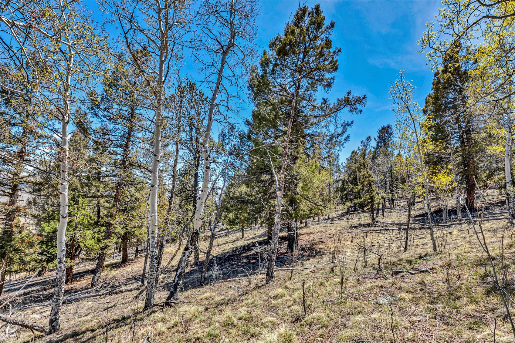 5544 Middle Fork Vista Fairplay CO 80440