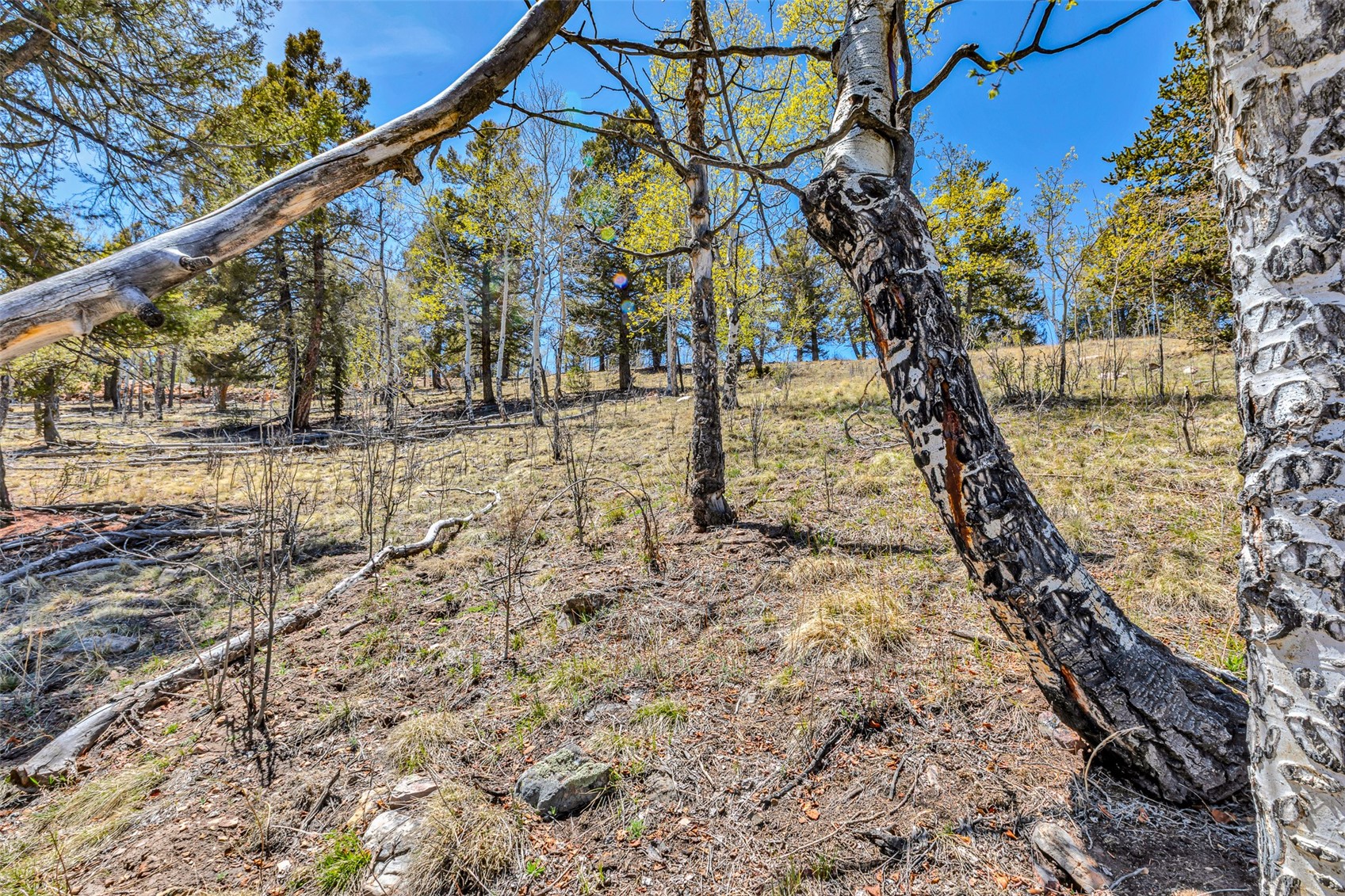 5544 Middle Fork Vista Fairplay CO 80440