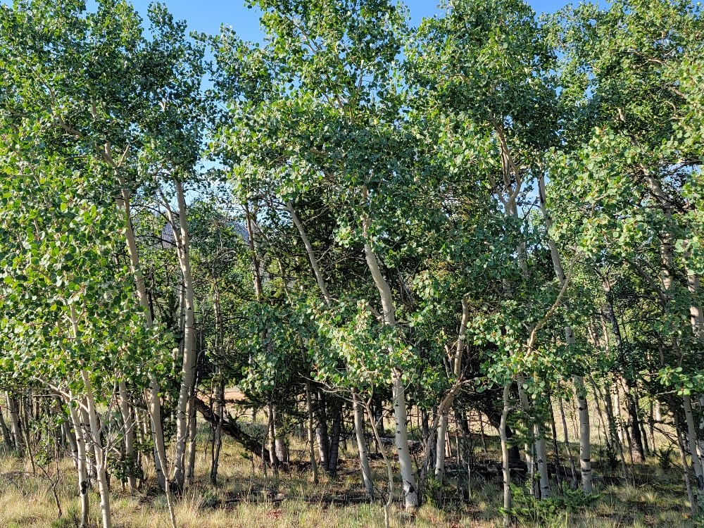 1630 Wampum Lane Como CO 80432