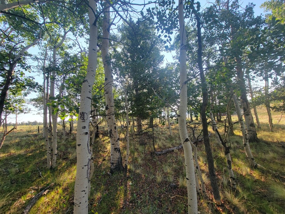 1630 Wampum Lane Como CO 80432