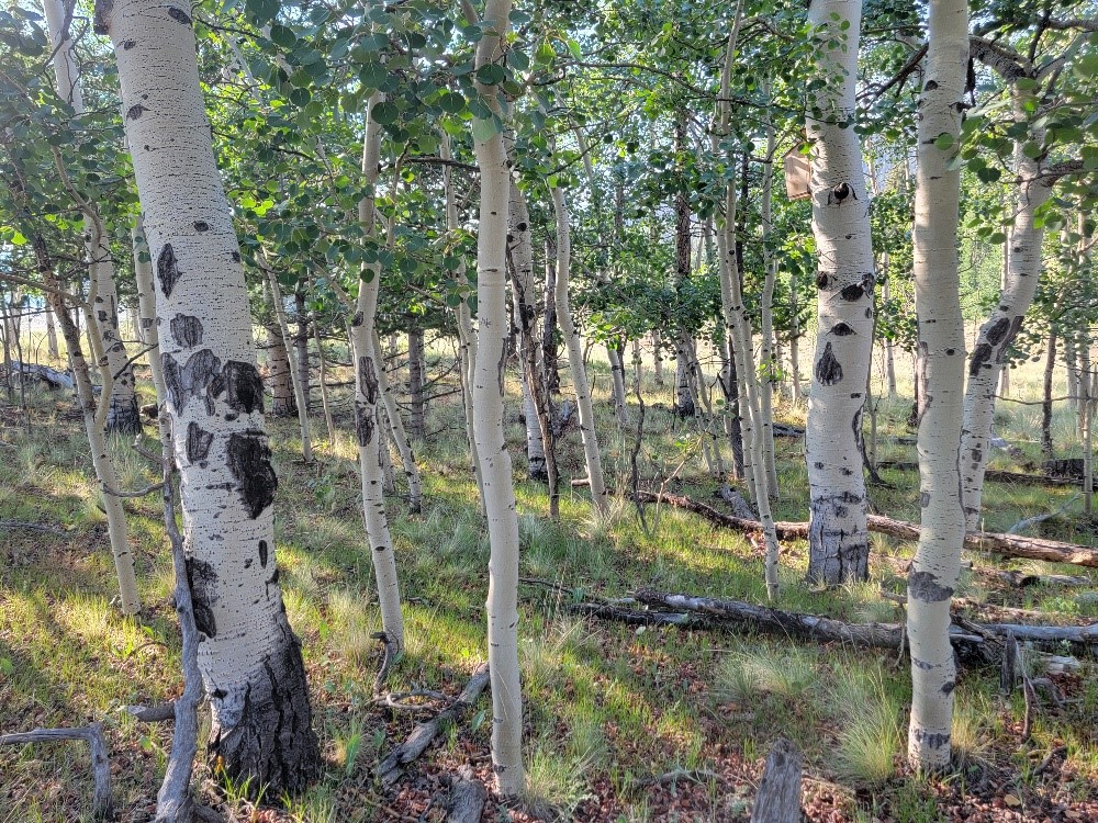 1630 Wampum Lane Como CO 80432