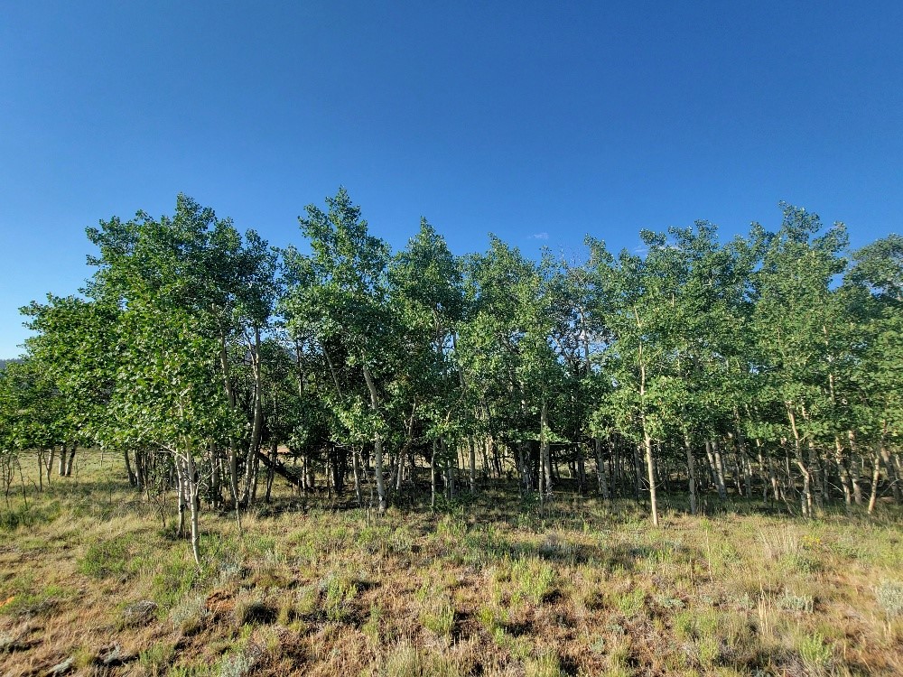 1630 Wampum Lane Como CO 80432