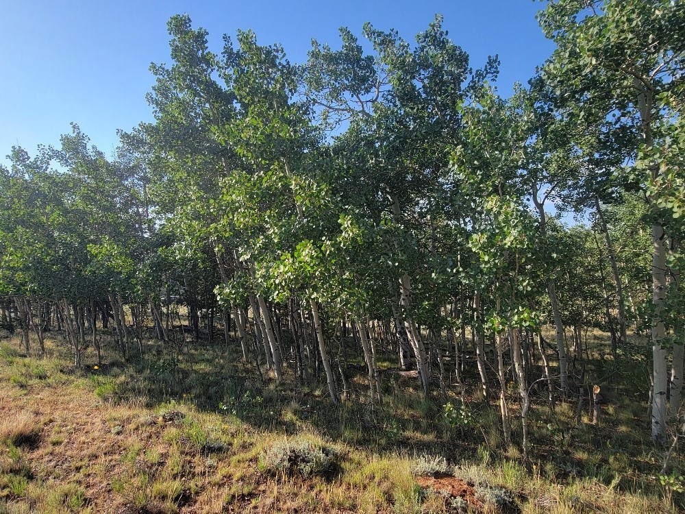 1630 Wampum Lane Como CO 80432